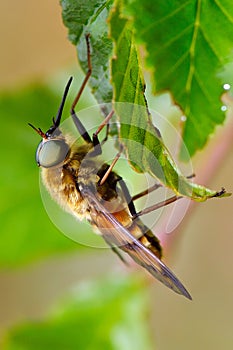 Pale giant horse-fly outdoor (tabanus bovinus)