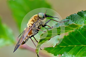 Pale giant horse-fly outdoor (tabanus bovinus)