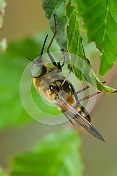 Pale giant horse-fly outdoor & x28;tabanus bovinus& x29;