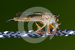 Pale giant horse-fly (tabanus bovinus)