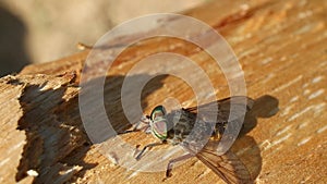 Pale giant horse-fly Tabanus bovinus, eyes and muzzle close-up