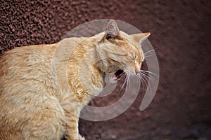 Pale ginger cat widely yawns, portrait in profile closeup