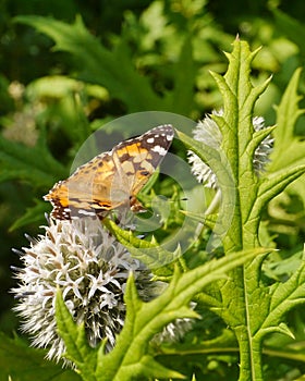 Pale globe-thistle