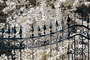Pale golden leafs over blue iron fence. Infrared vision