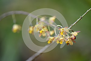 Pale Graphorkis lurida flowering in Africa