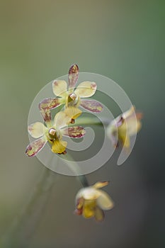 Pale Graphorkis lurida flowering in Ghana