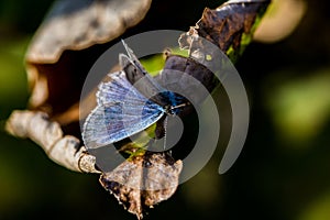 Pale Grass Blue Butterfly on a leaf 4