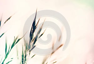 Pale grass