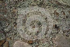 Pale green lichen texture on rock