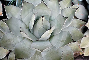 Pale green plant of Parry Agave