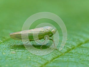 Pale Green Planthopper