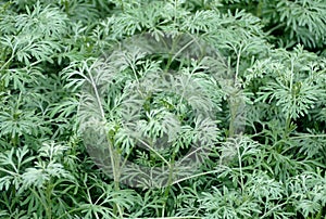 Pale green plants of Common Wormwood
