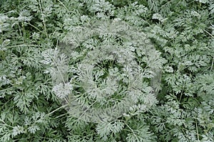 Pale green plants of Common Wormwood