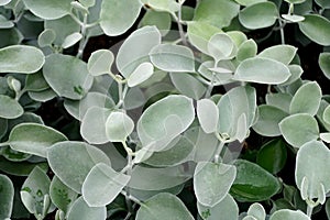Pale green plants of Kalanchoe, a stonecrop family