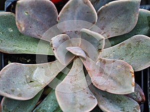 Pale Green Succulent Plant