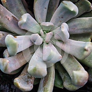 Pale Green Succulent Plant