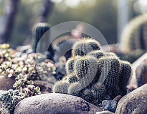 Pale Green tone Real nature background. Beauty cactus echinocactus grusonii echinocactus platyacanthus Cereus jamacaru