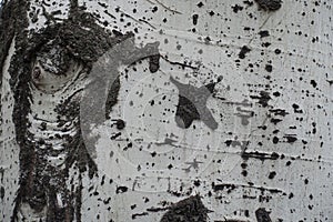 Pale grey bark of silver poplar texture