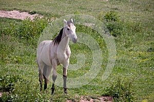 Pale horse standing in field at Outer Hope in Devon