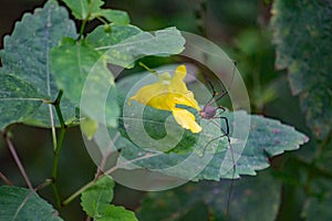 Pale Jewelweed and Spider