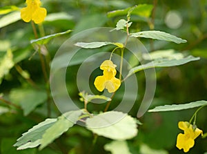 Pale Jewelweed Blossom