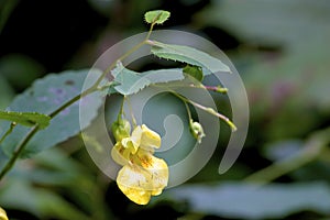 Pale Jewelweed  605114