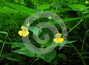 Pale Jewelweed in Flower