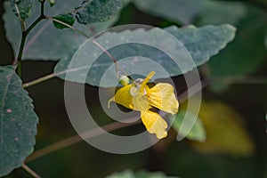 Pale Jewelweed, Impatiens pallida