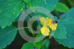 Pale Jewelweed and Spider