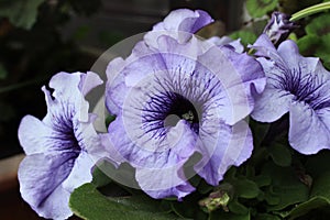 Pale lavender Petunia flowers with deep purple veins.