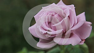 Pale lavender rose in spring