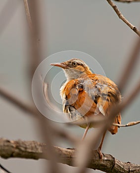 Pale-legged Hornero bird photo