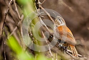 Pale-legged Hornero bird