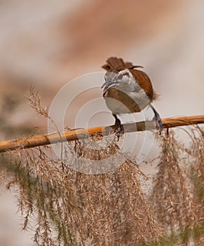 Pale-legged Hornero bird on branch photo