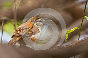 Pale-legged Hornero bird close-up