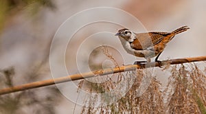 Pale-legged Hornero bird on stick photo