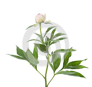 Pale light pink half-closed Peony with lush foliage isolated on a white background