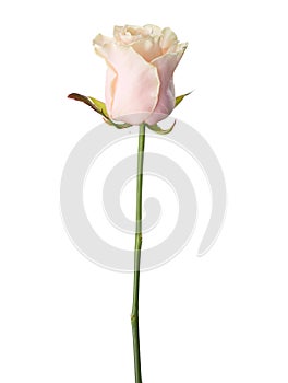 Pale light pink rose