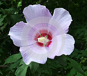 Pale lilac flower of hibiscus syrian with pestle and pollen macro