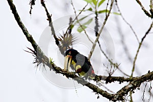 Pale-mandibled Aracari   843678