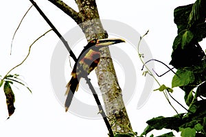 Pale-mandibled Aracari   843764