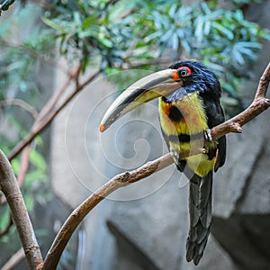 Pale-Mandibled Aracari Bird on Branch