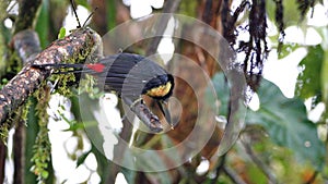 Pale-mandibled aracari on a branch