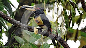 Pale-mandibled aracari on a branch