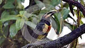 Pale-mandibled aracari on a branch