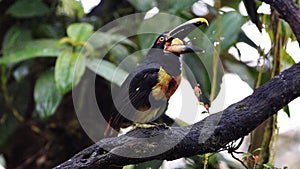 Pale-mandibled aracari eating a banana