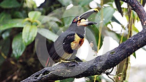 Pale-mandibled aracari eating a banana