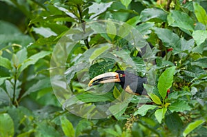 Pale-Mandibled Aracari Toucan