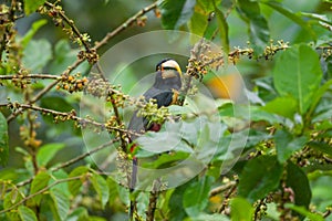 Pale-Mandibled Aracari Toucan