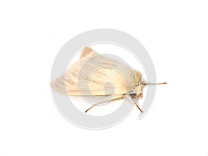 Pale moth Common wainscot Mythimna pallens